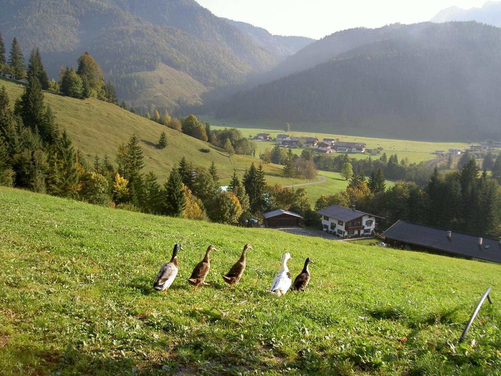 Ferienhof Obertenn Hochfilzen Eksteriør bilde